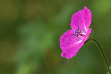 Fototapeta na wymiar Flower