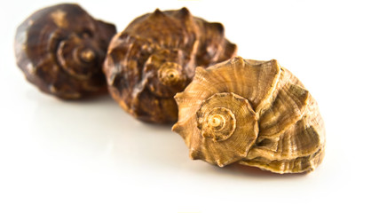 Shells