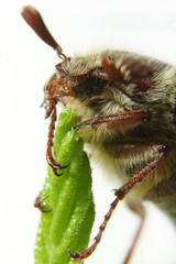 May-bug