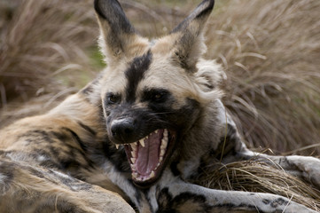 African wild dog