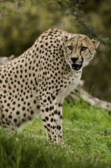 Cheetah