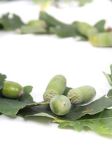 acorns of oak tree