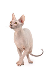 Sphynx cat