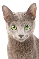 Portrait of a russian blue cat