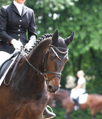 Reitsport Dressur auf Trense