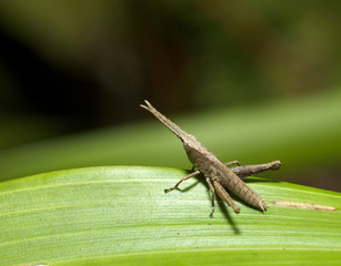 young brown grass hopper rest on green leaf