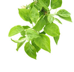 Leaves of a apple tree