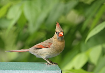 Female Cardinal