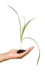Hand with a sedge plant