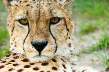 Cheetah (Acinonyx jubatus) looking © Voyagerix