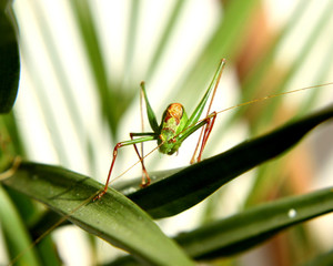 locust in wild nature