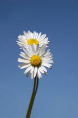 daisies against blue sky