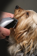 toelettatura per cani