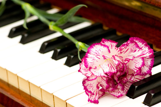Romantic concept - red carnation on piano keys