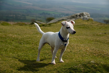 Jack Russel