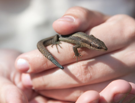lizard