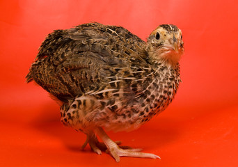 Quail (Coturnix japonica)