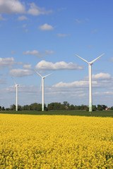 Windmühlen am Rapsfeld