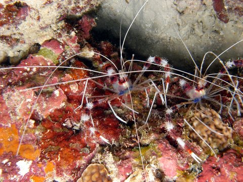 Geb&auml;nderte Scherengarnele (Stenopus hispidus)