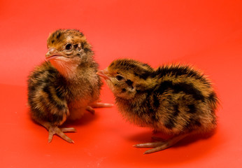 Quail (Coturnix japonica)