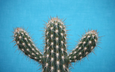 A Spiky Cactus on a Blue Background.