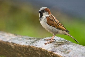 House sparrow in the rain - 14140209