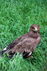 Eagle in grass . Wildlife