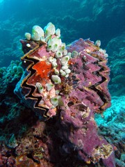 Doppelte Zick-Zack-Auster (Lopha folium) © airmaria