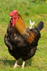 rooster, Gallus domesticus