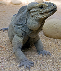 L'iguane cornu 1