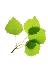 green leaf isolated on a white