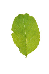 green leaf isolated on a white