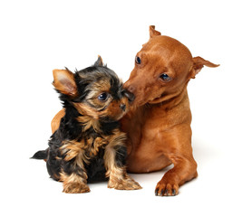 Pinscher takes care of the yorkshire puppy