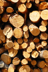 Firewood
