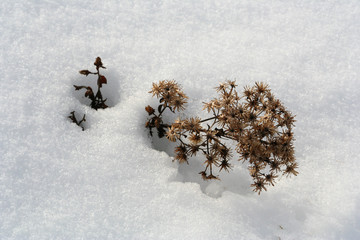 Pflanze im Schnee