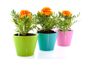 Orange Marigolds