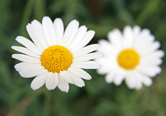 Obraz na płótnie Canvas Gartenblumen - flowers