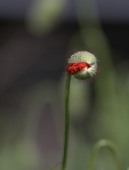 Mohnblüte aufspringend