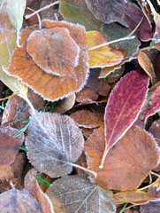 Frozen leaves