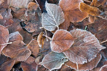 Frozen brown leaves
