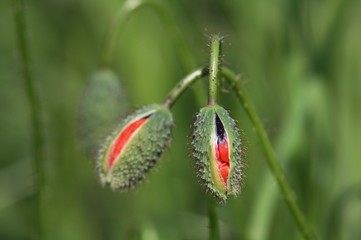 Mohnblüte aufspringend