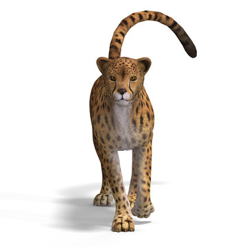 Big Cat Cheetaah