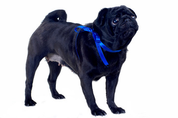 Blac Pug with blue bow on neck