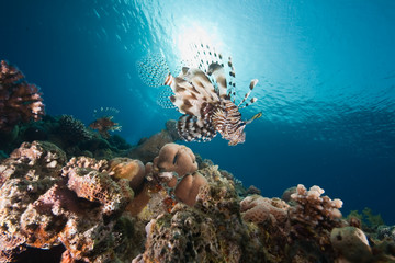 ocean, sun and lionfish