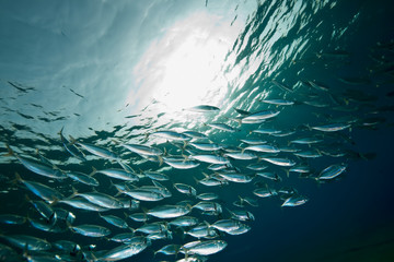 ocean, sun and  striped mackerel - obrazy, fototapety, plakaty