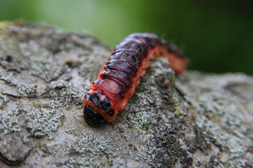 Weidenbohrer - Raupe