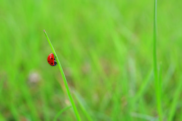 Ladybird ladybug