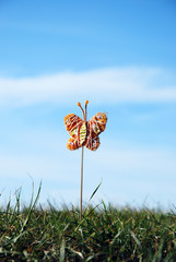 butterfly
