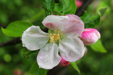 Flowers of apple