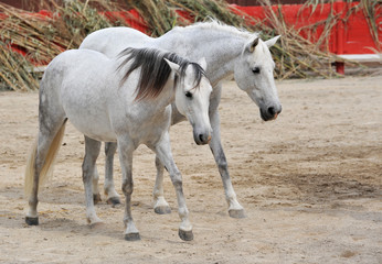 Obraz na płótnie Canvas chevaux camargues